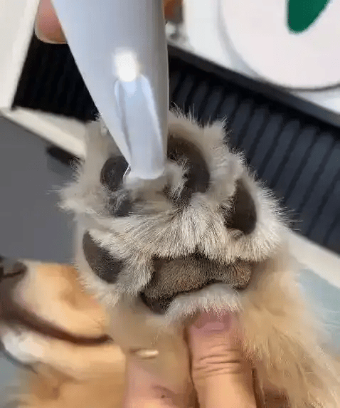 TrimPatas™ | Corte preciso para tu mascota