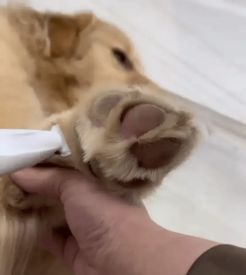 TrimPatas™ | Corte preciso para tu mascota
